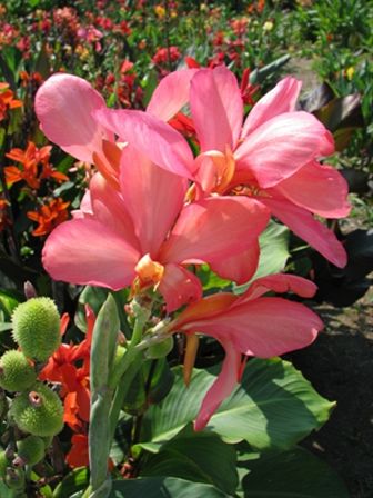 Canna 'Peach Sparkler'